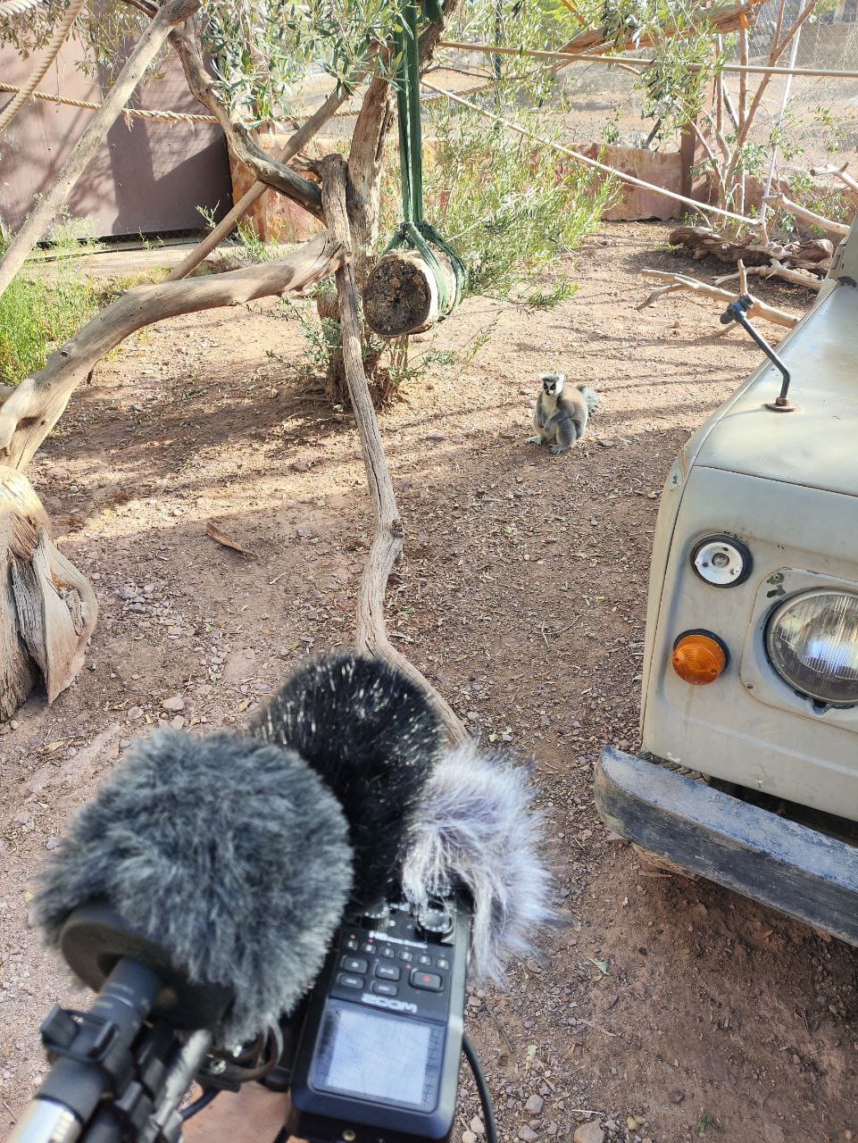 The Animal Symphony Lemur Sound Effects Library Asoundeffect com